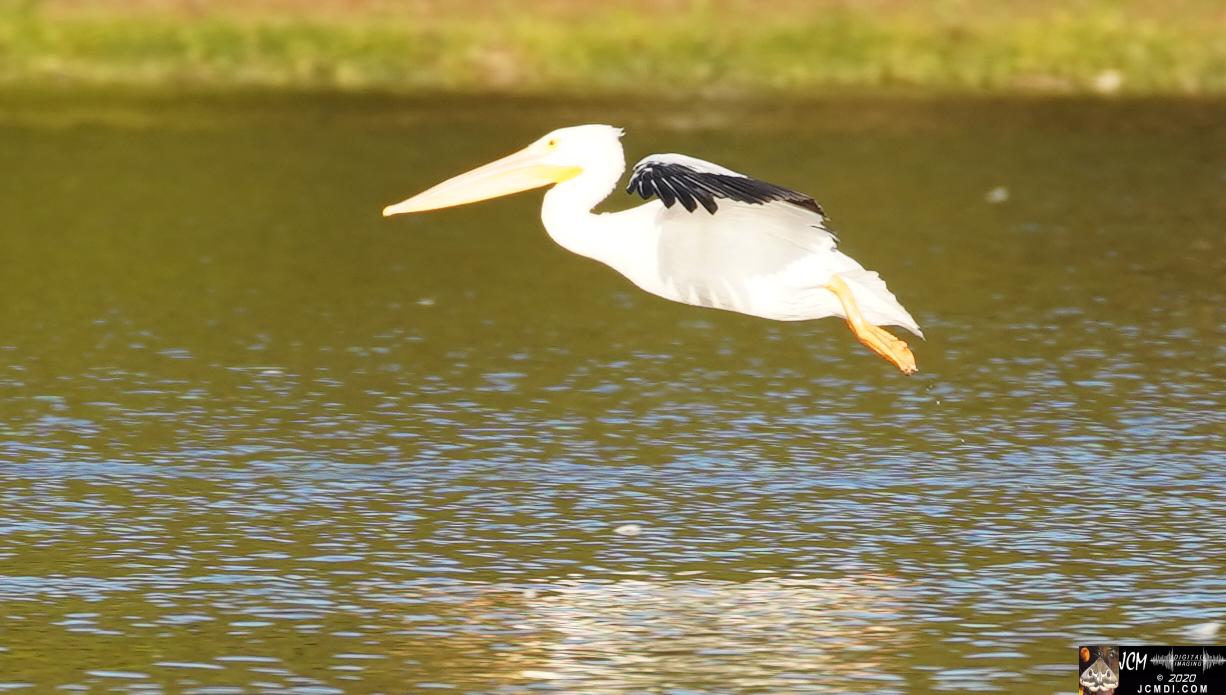 20201030 Old Hickory Lake TN Pelicans